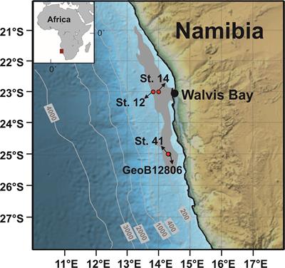 Nutrient turnover by large sulfur bacteria on the Namibian mud belt during the low productivity season